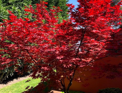 Sograma Jardins